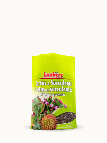Cactus & Succulents Mix
